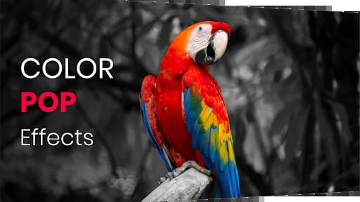 https://media.imgcdn.org/repo/2023/10/color-pop-effects-photo-editor/653b69272bb1b-color-pop-effects-photo-editor-screenshot12.webp